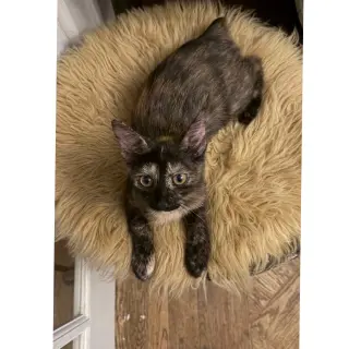 Bobbie