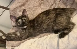 Bobbie
