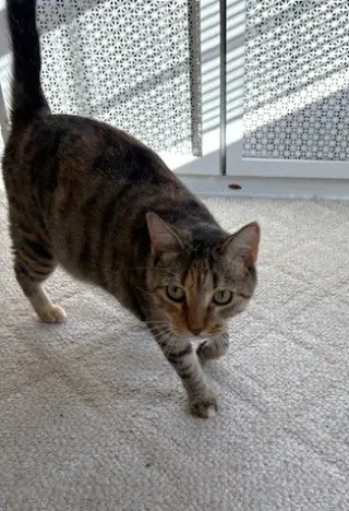 Sister Cat 2