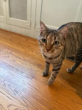 Sister Cat 2