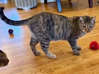 Sister Cat 1