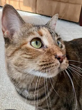 Sister Cat 1