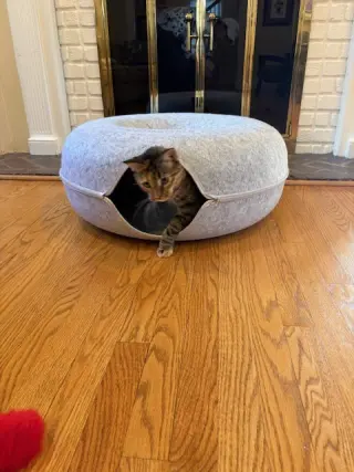 Sister Cat 1