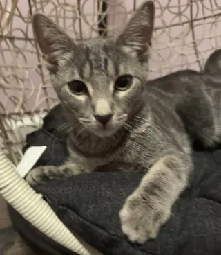 Gabby