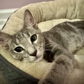 Gabby