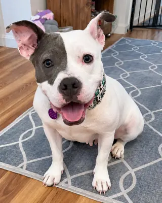 Daisy