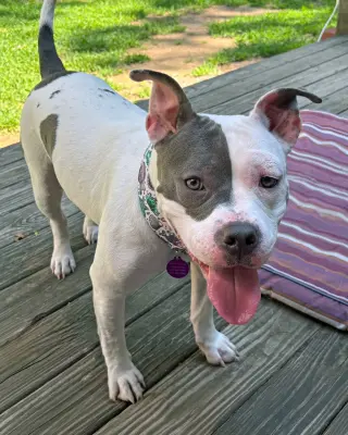 Daisy