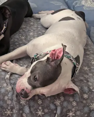Daisy