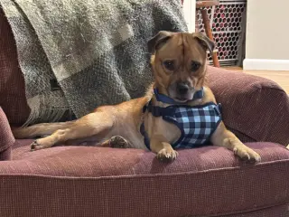 Peanut