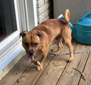 Peanut