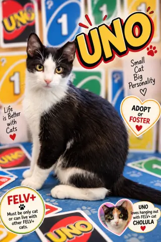 Uno: FeLV+ (FCID# 07/02/2026 - 27 Trainer)