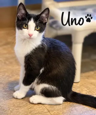 Uno: FeLV+ (FCID# 07/02/2026 - 27 Trainer)