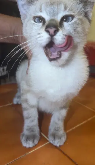 Tara