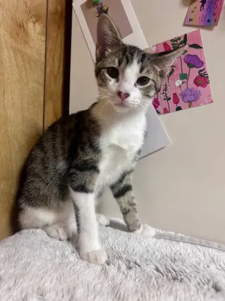 Oliver