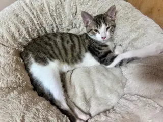 Oliver