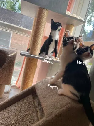 Moe