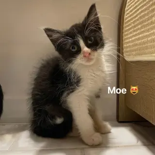 Moe