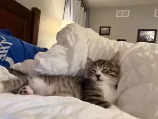Pip