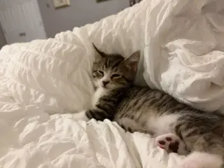 Pip