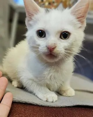 Squeak