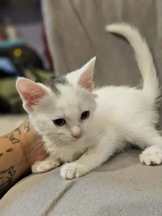 Squeak
