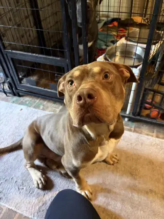 Brownie