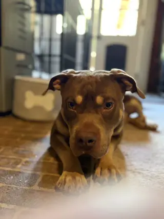 Brownie