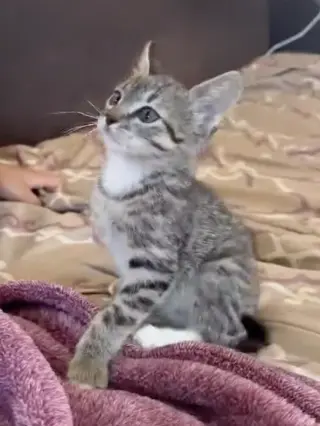 Marti