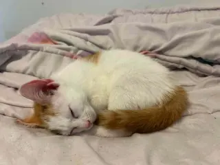 Stuart
