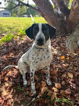 Axel