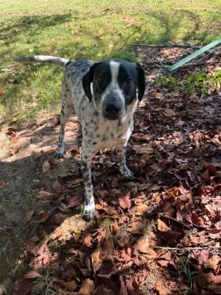 Axel