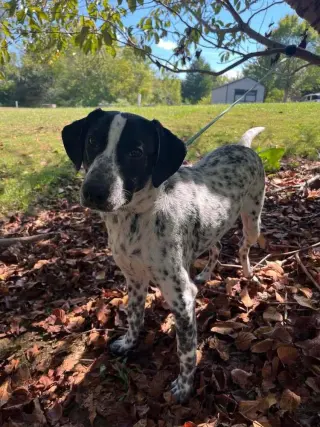 Axel