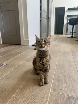 Miss Kensington