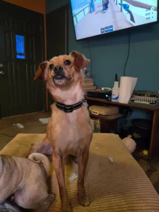 Gumbo