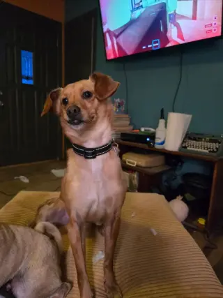 Gumbo