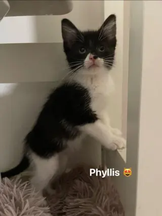 Phyllis