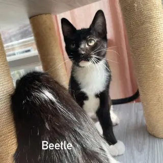 Beetle