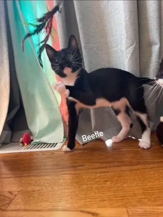 Beetle