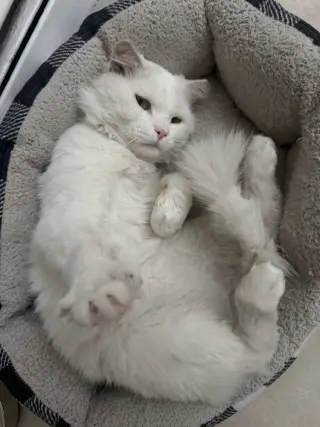 Casper