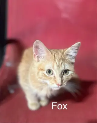 Fox