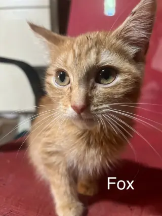 Fox