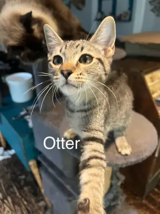 Otter