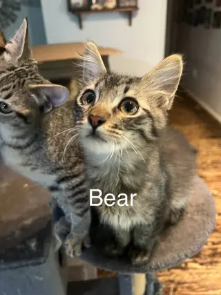 Bear