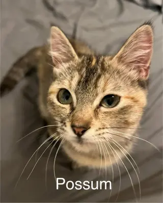 Possum