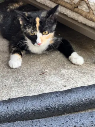 Phoebe