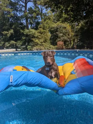 Ruffles Rolls