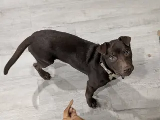 Ruffles Rolls