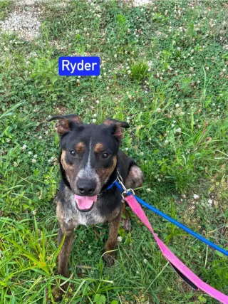 Ryder