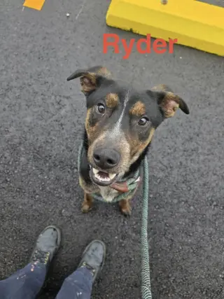 Ryder