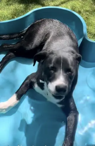 Sugar (Male)